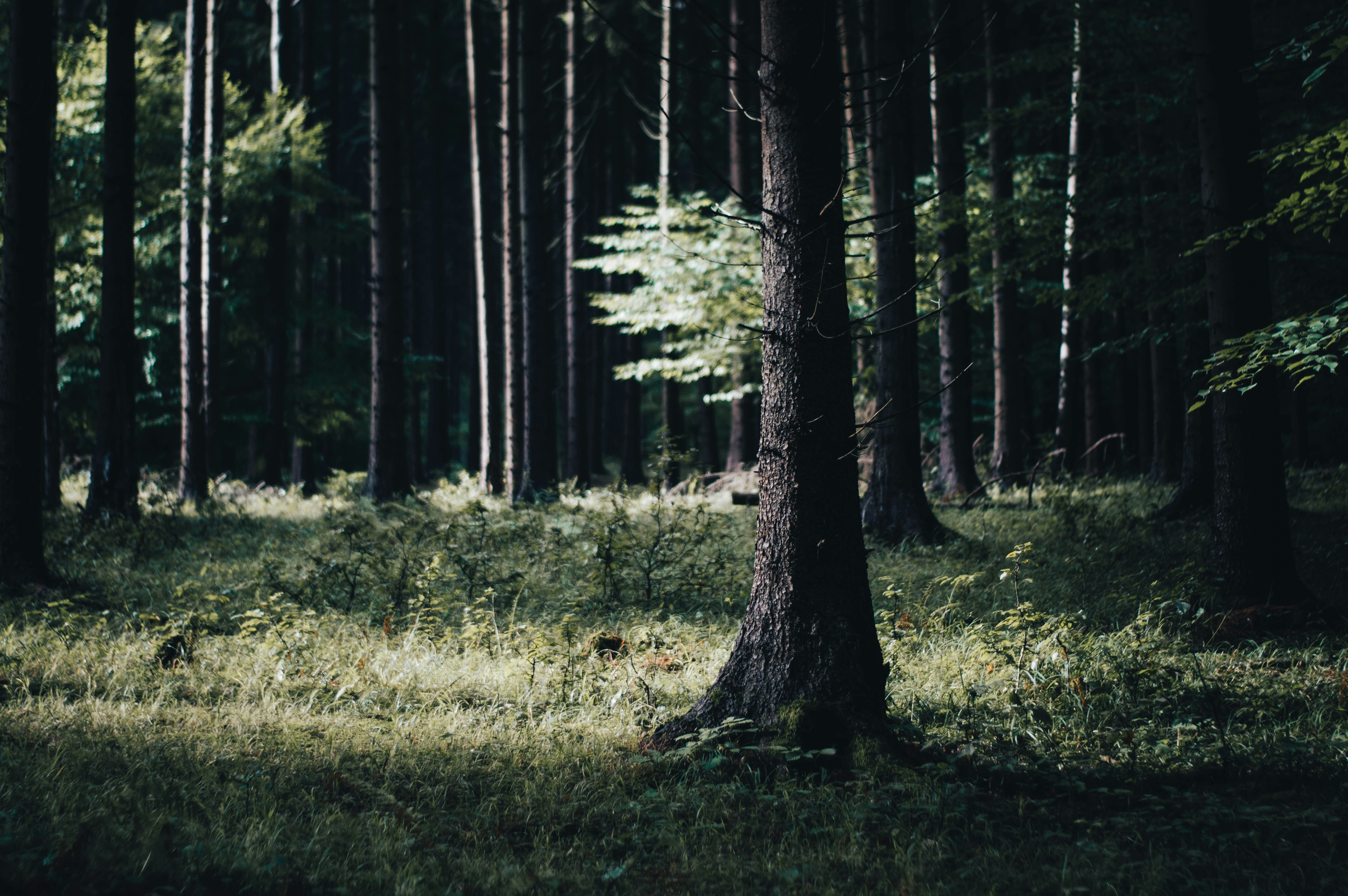 Photo by alex_emanuel20