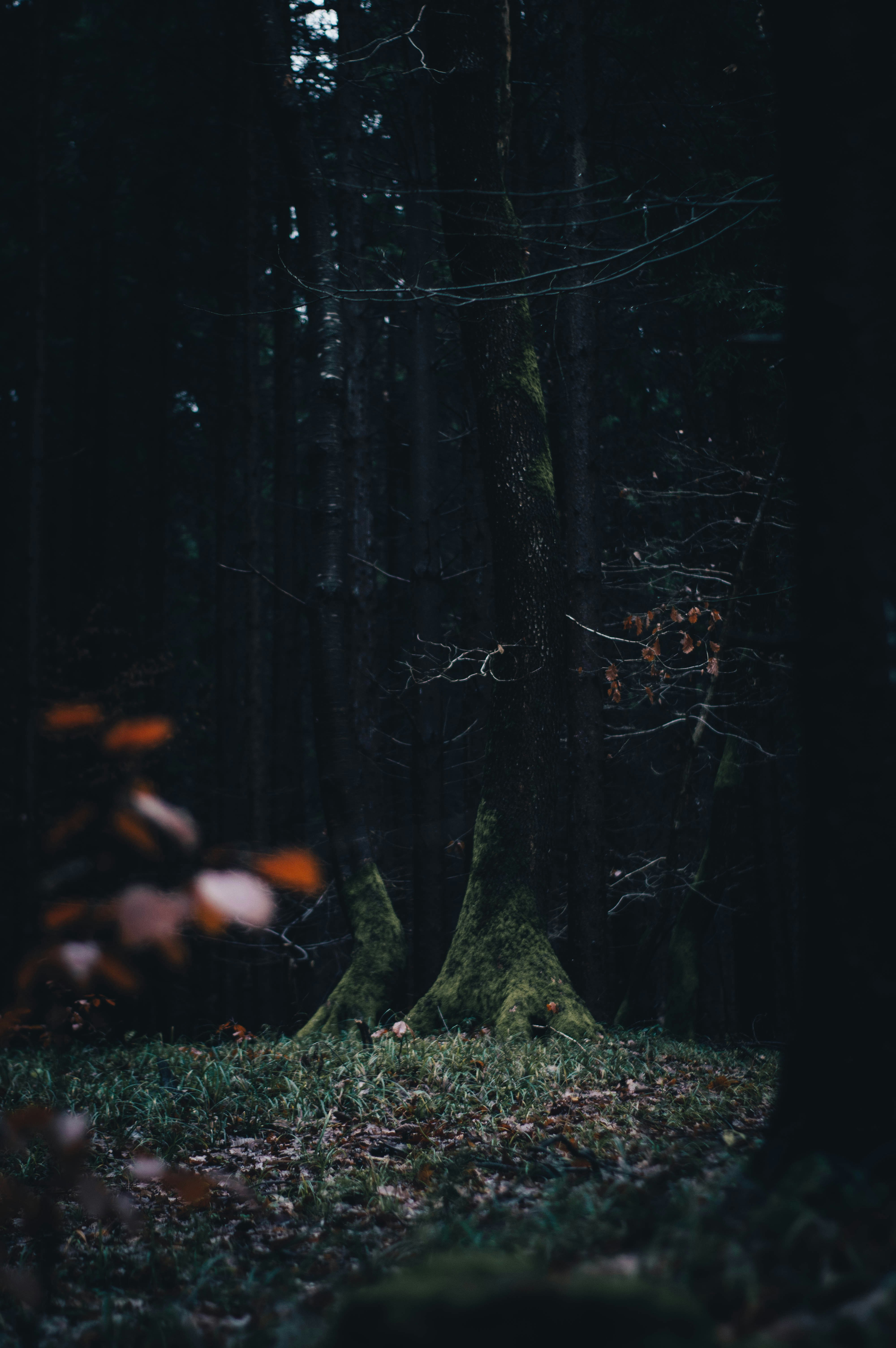 Photo by alex_emanuel20