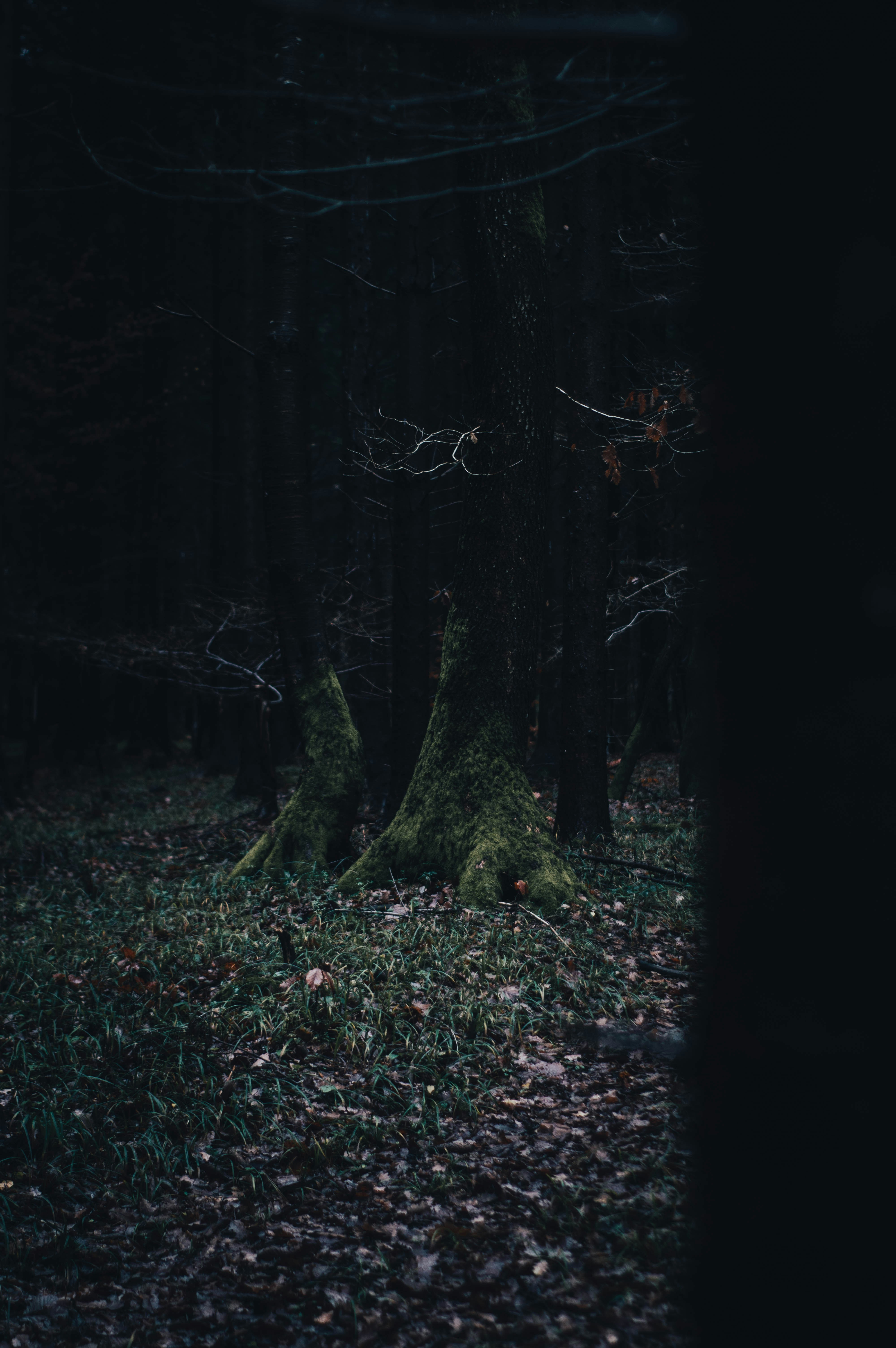 Photo by alex_emanuel20