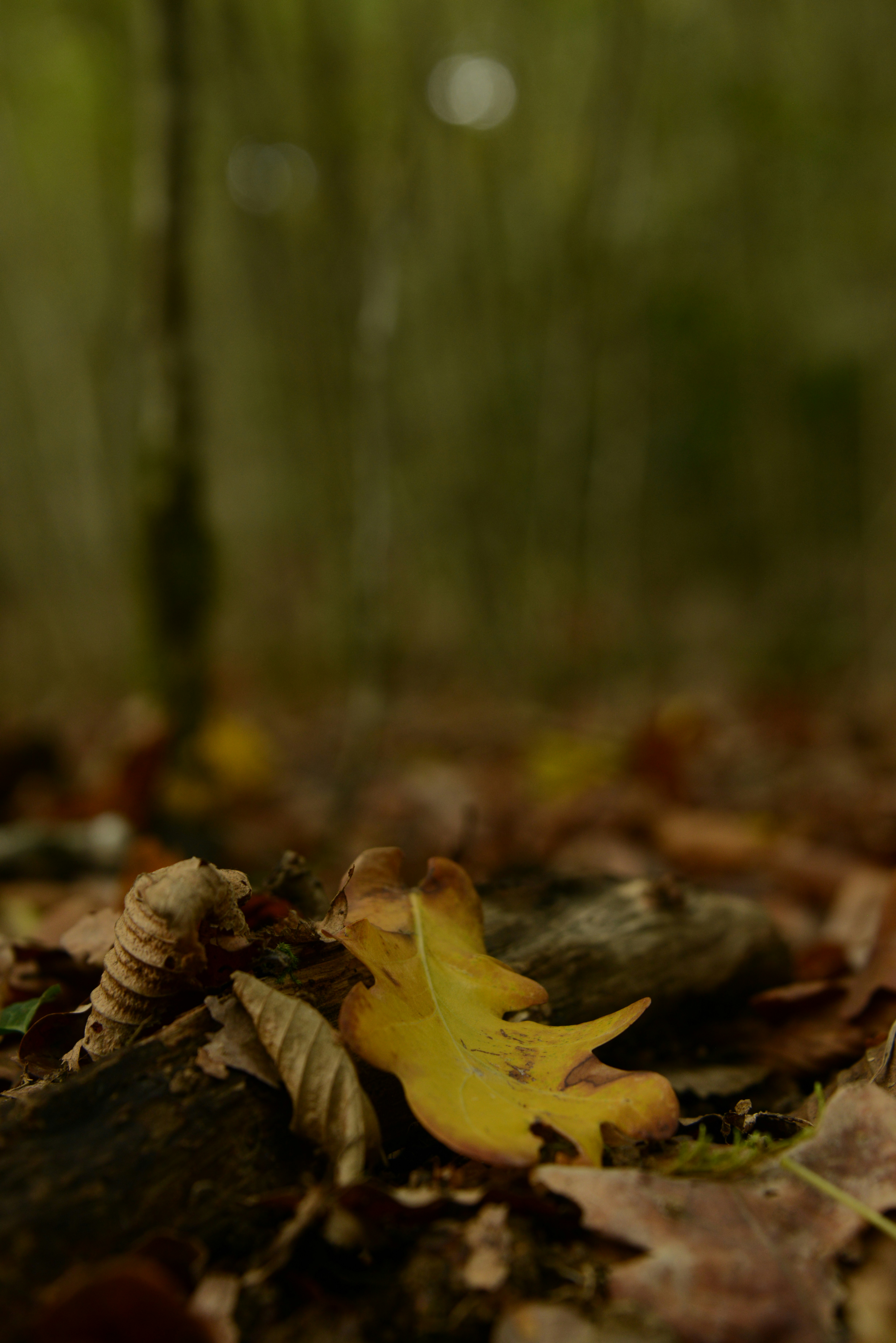 Photo by colfra