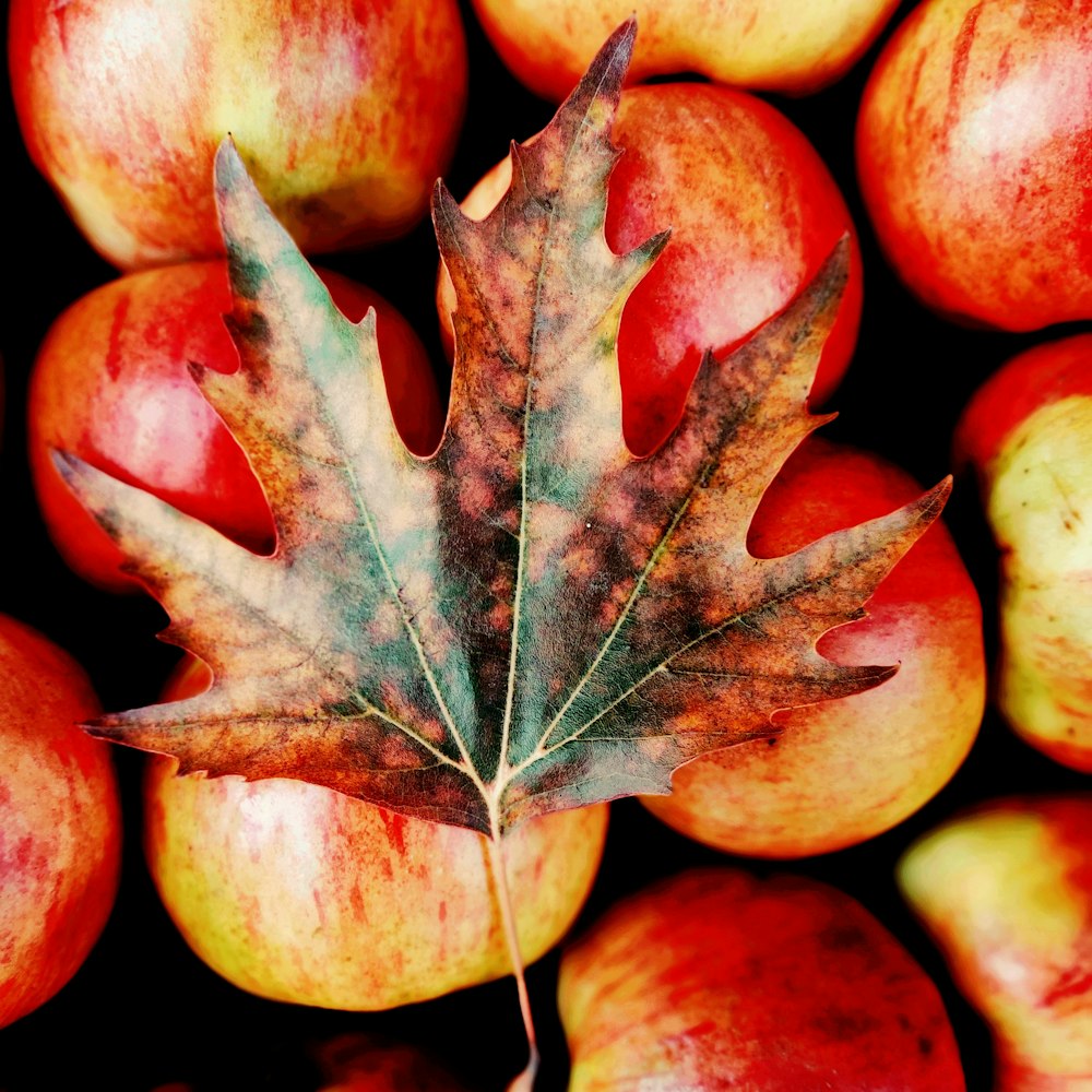 a close up of a leaf