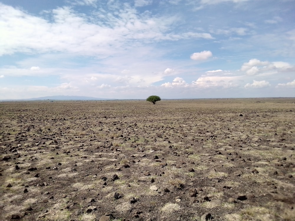 a large flat area with a tree in it