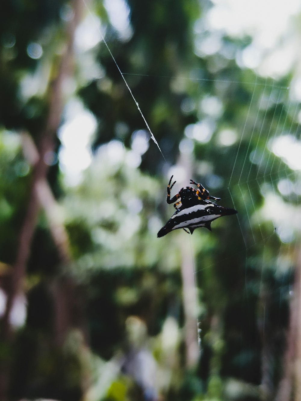 a black and white butterfly on a web