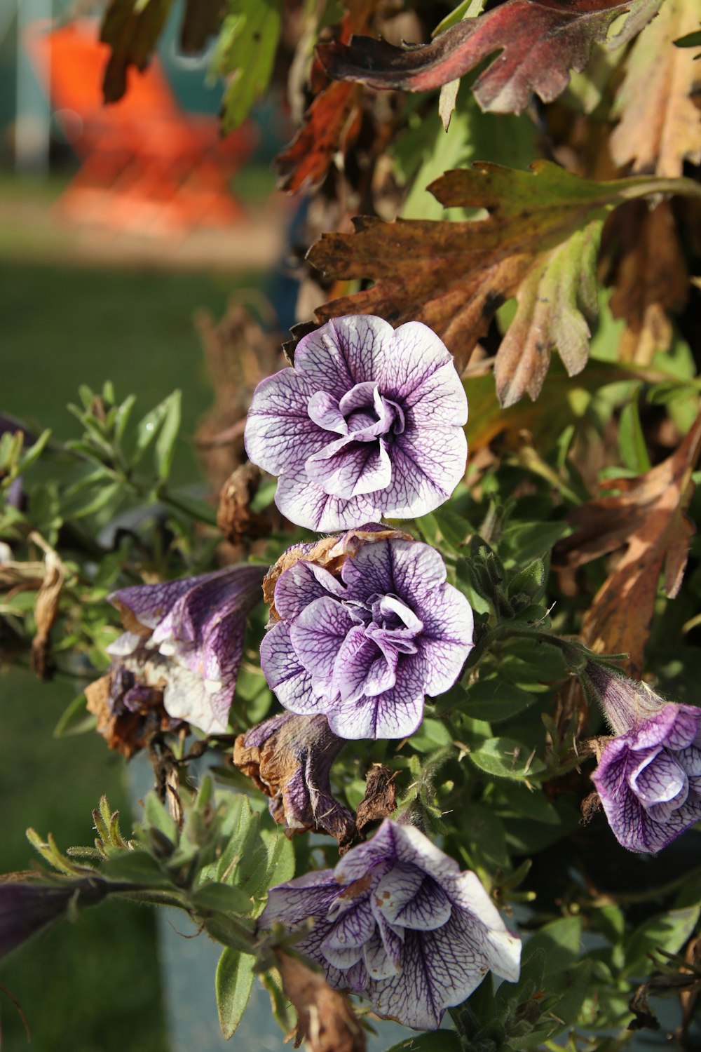 purple flowers on a plant