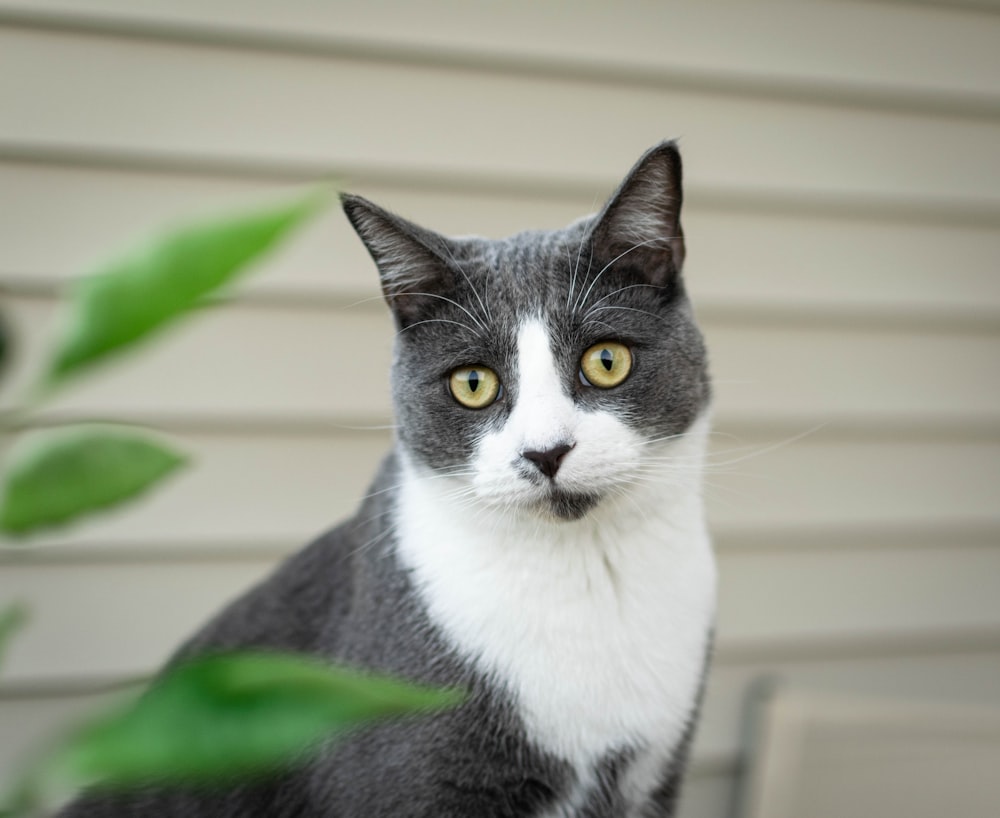 um gato cinza e branco sentado ao lado de uma planta verde