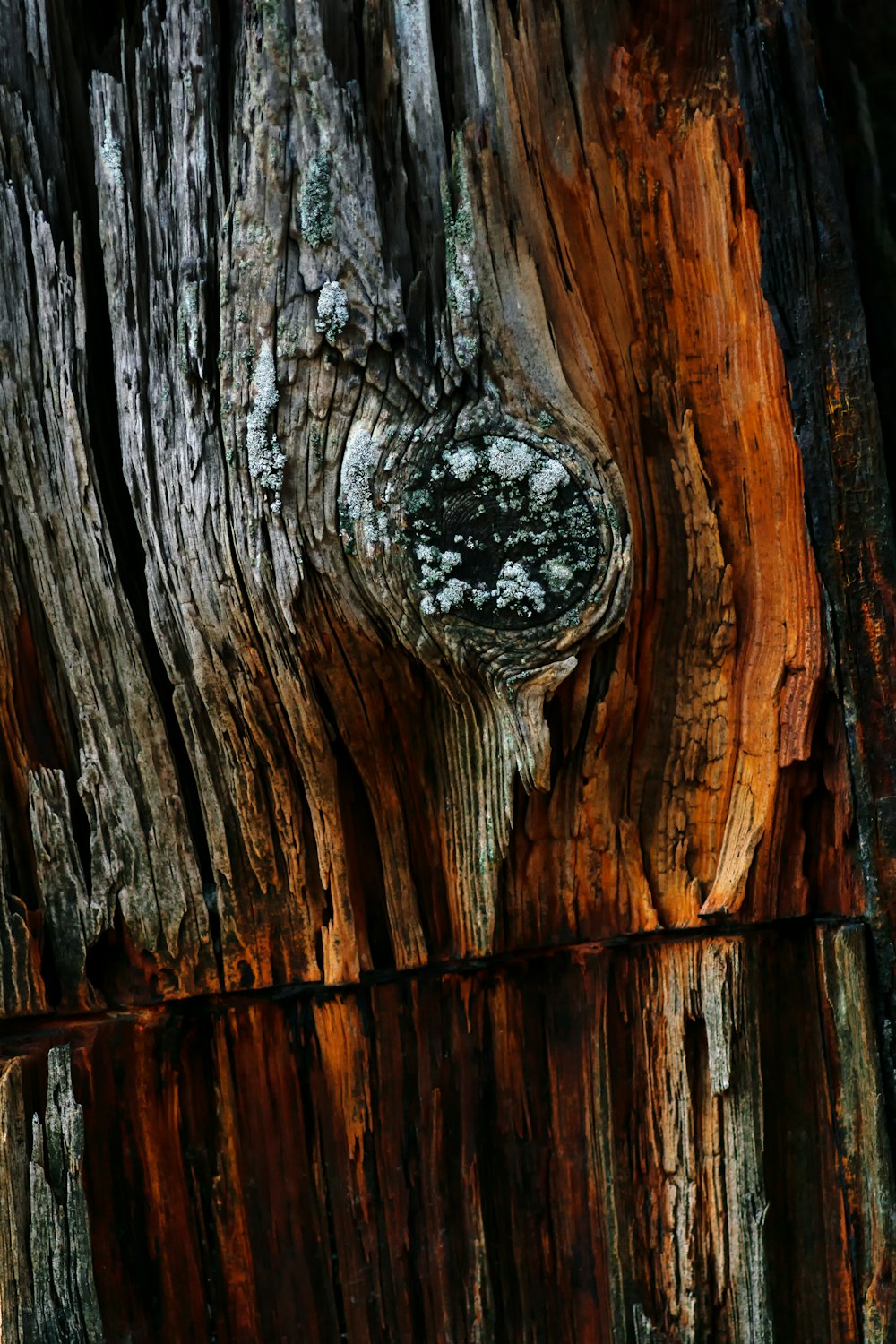 Un trou dans un arbre