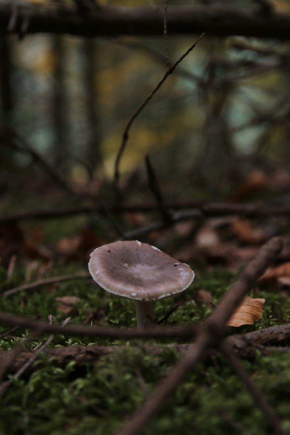 a mushroom growing in the woods