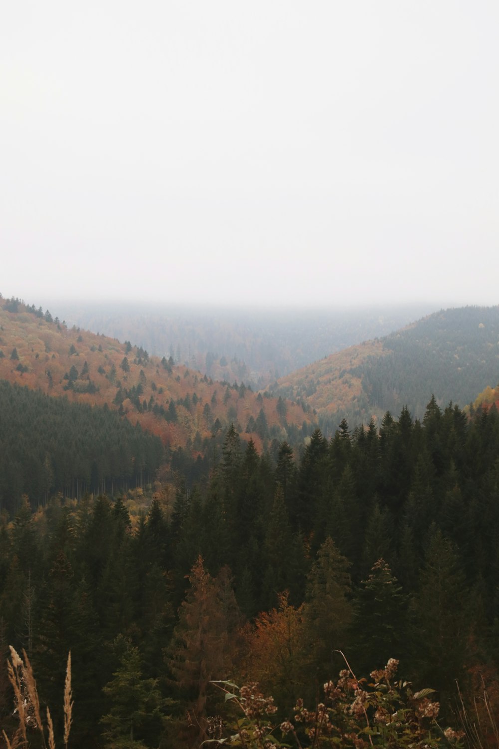 a forest of trees