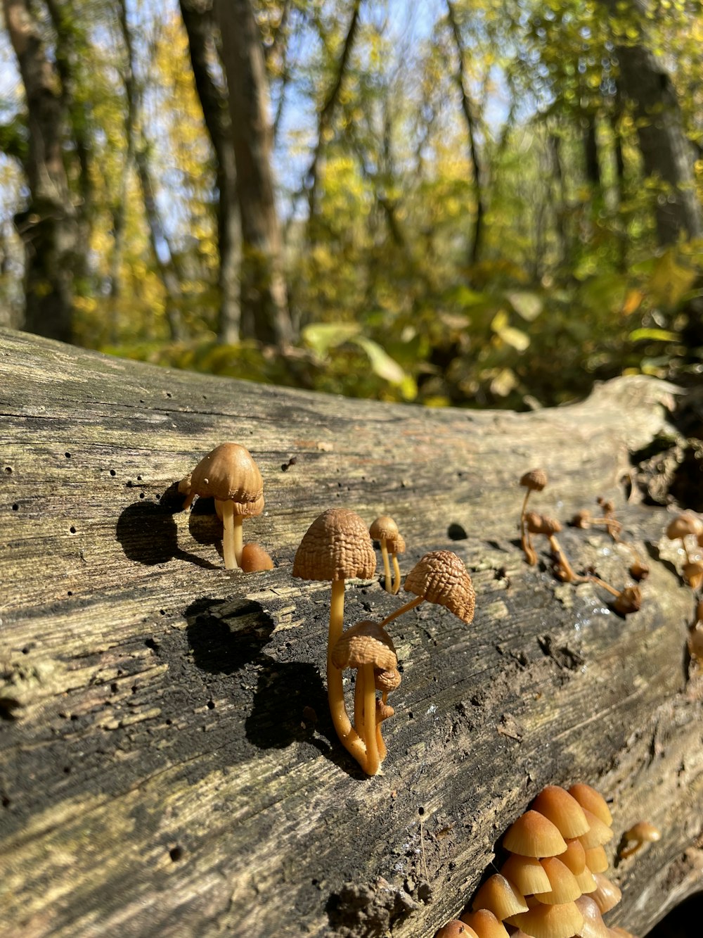 a group of mushrooms growing on a log