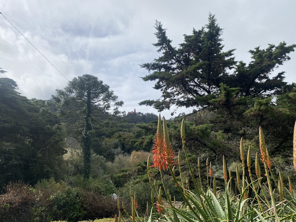 a forest with trees