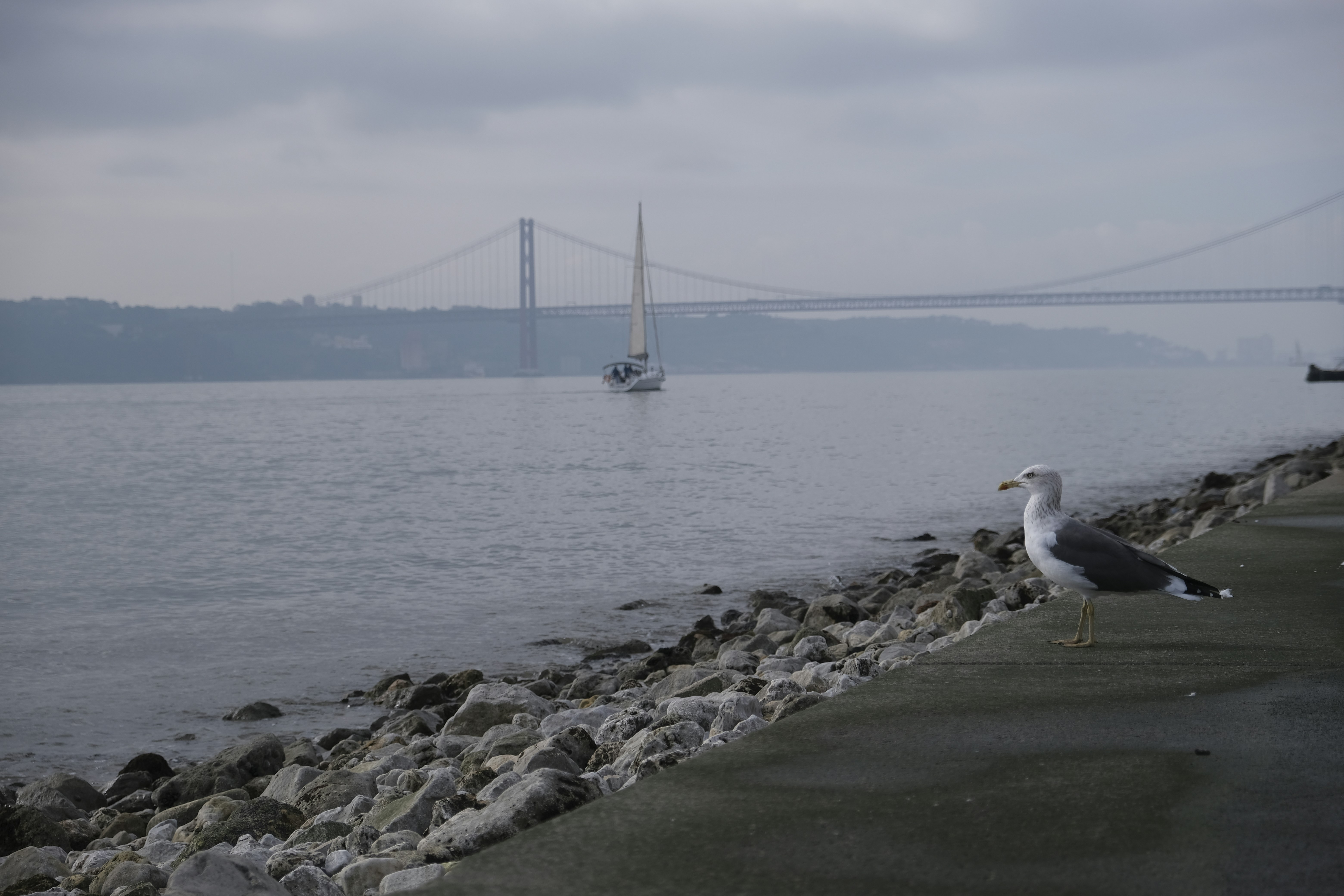 a bird on a rocky shore, Planning its way