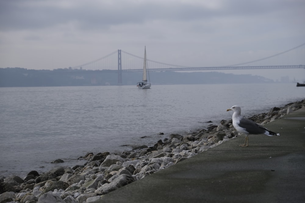 a bird on a rocky shore