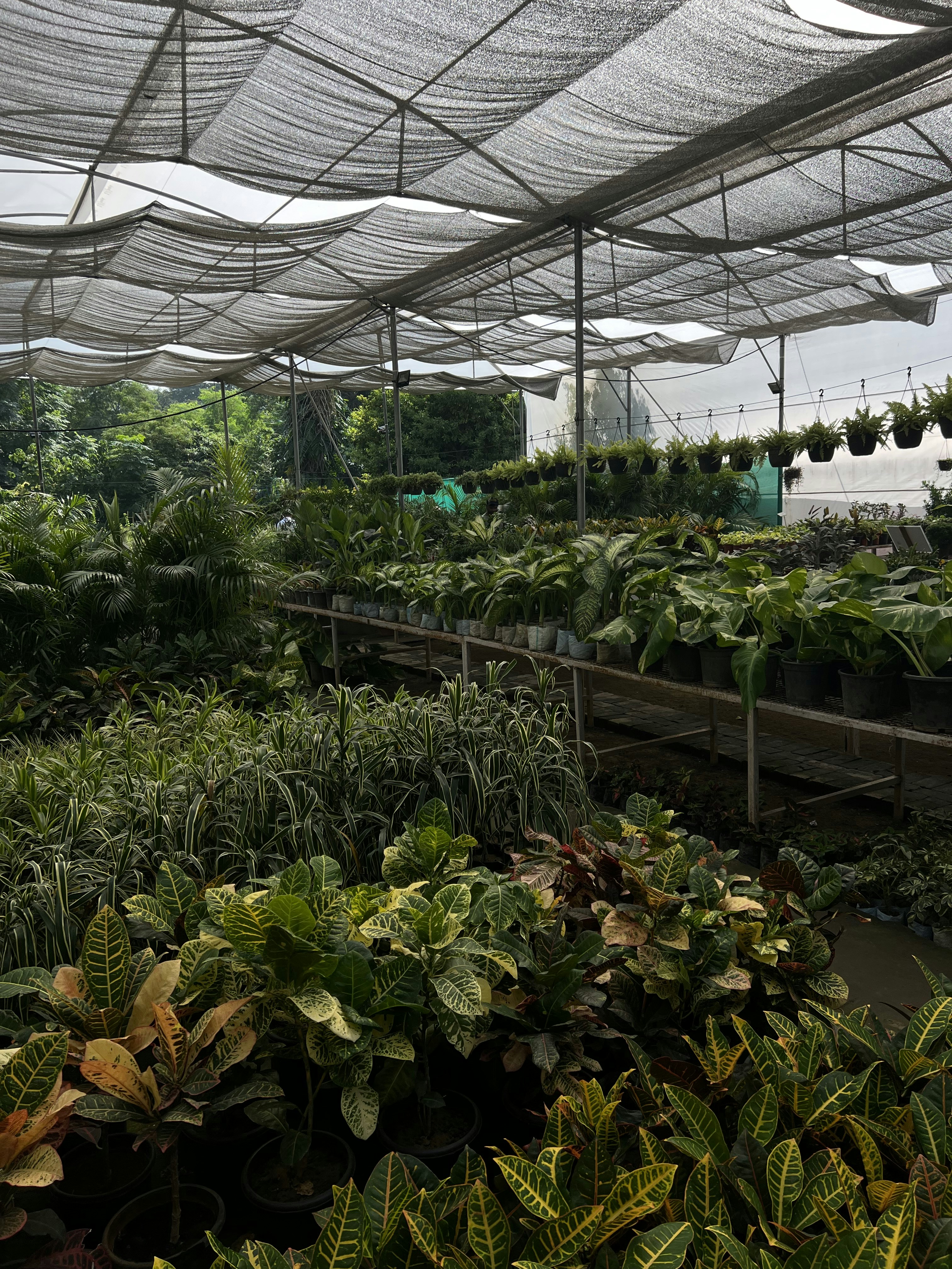 a greenhouse with plants