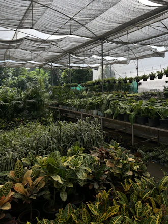 a greenhouse with plants