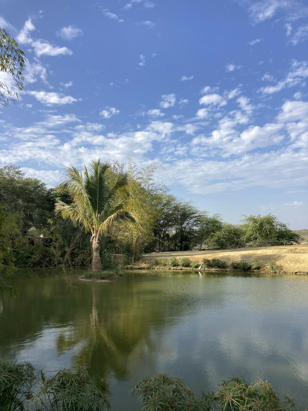 a body of water with trees around it