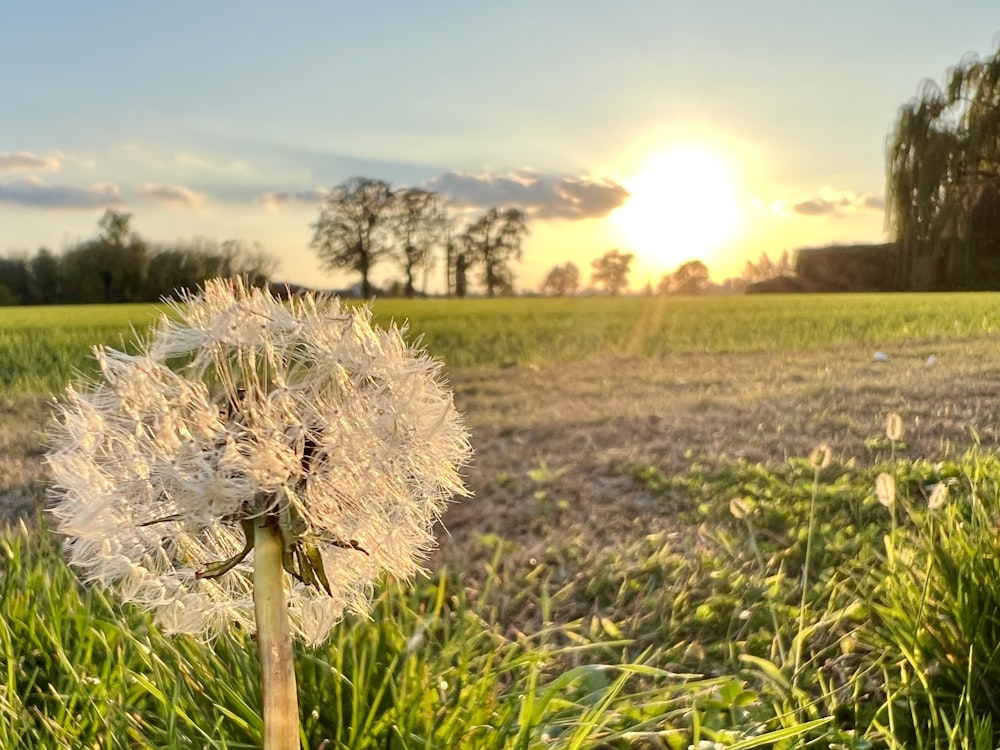 um campo de grama com um sol no fundo