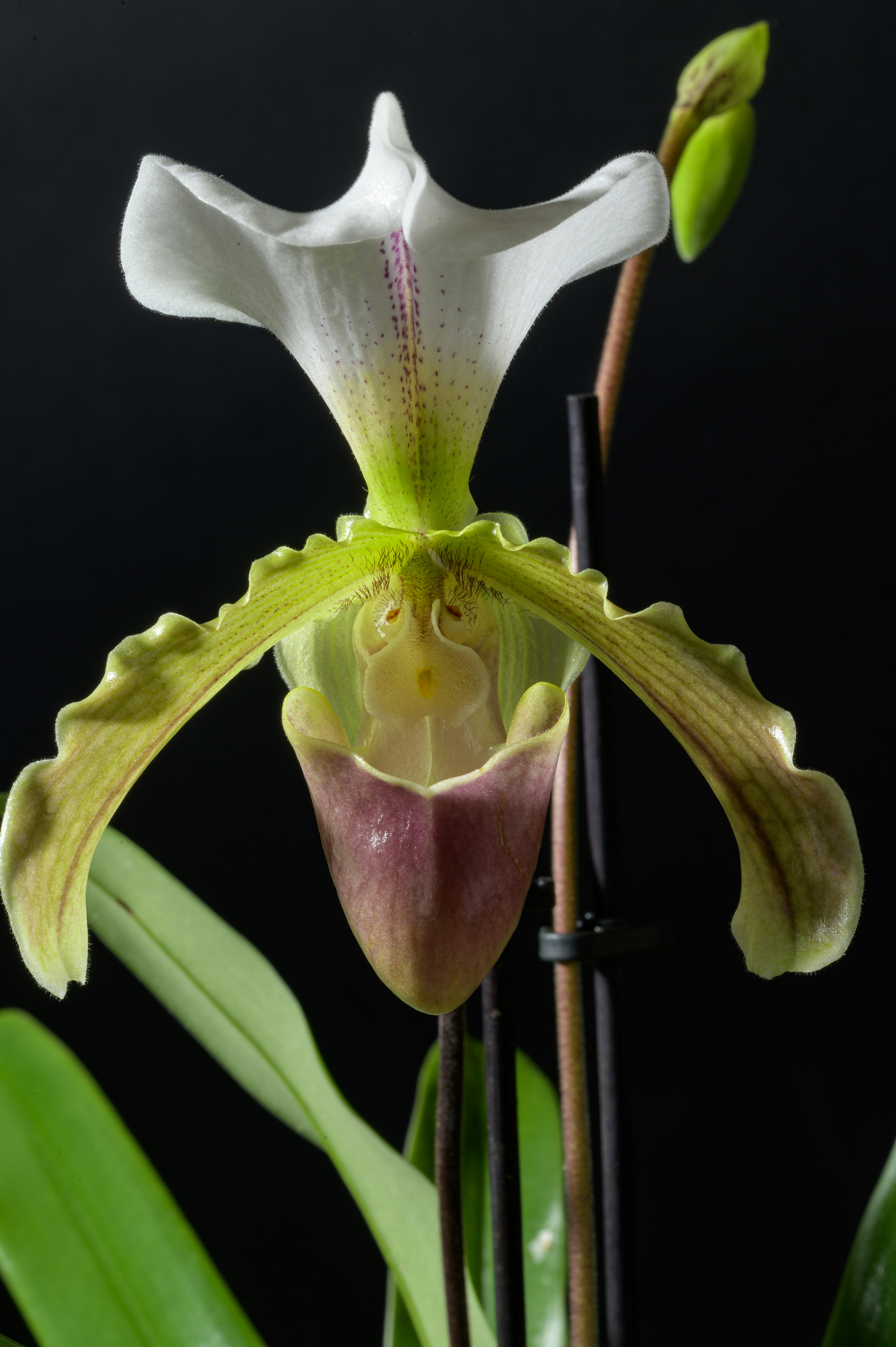 Photo by hans_leuzinger