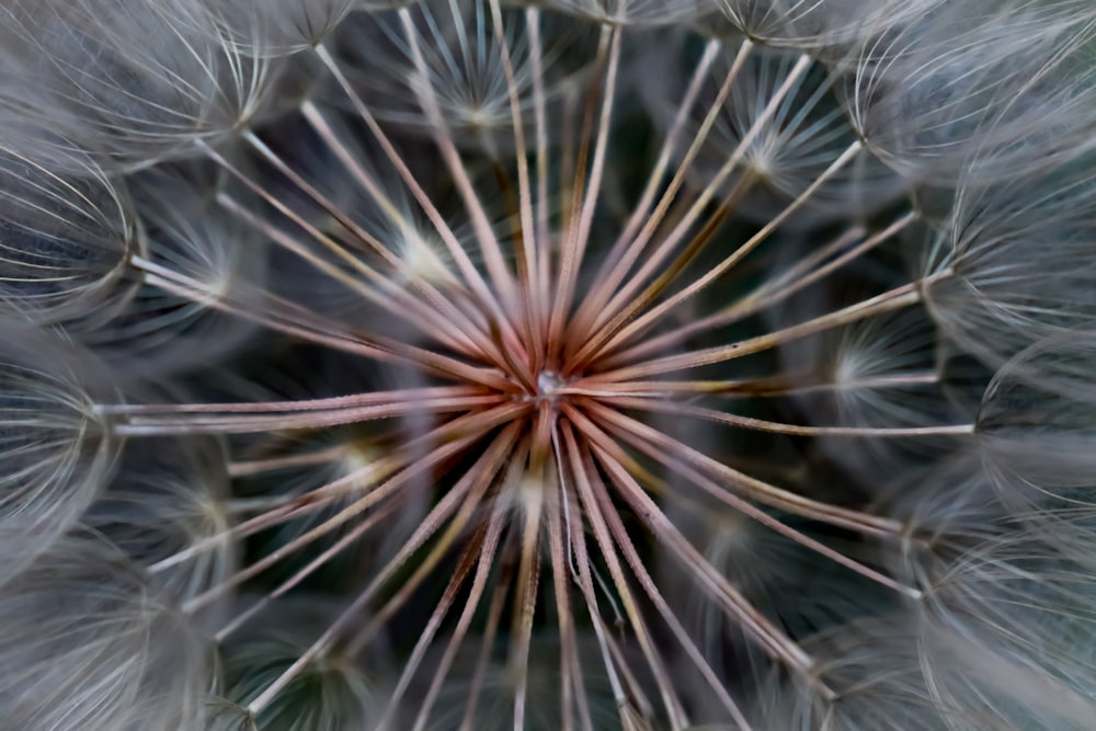 a close up of a dandelion