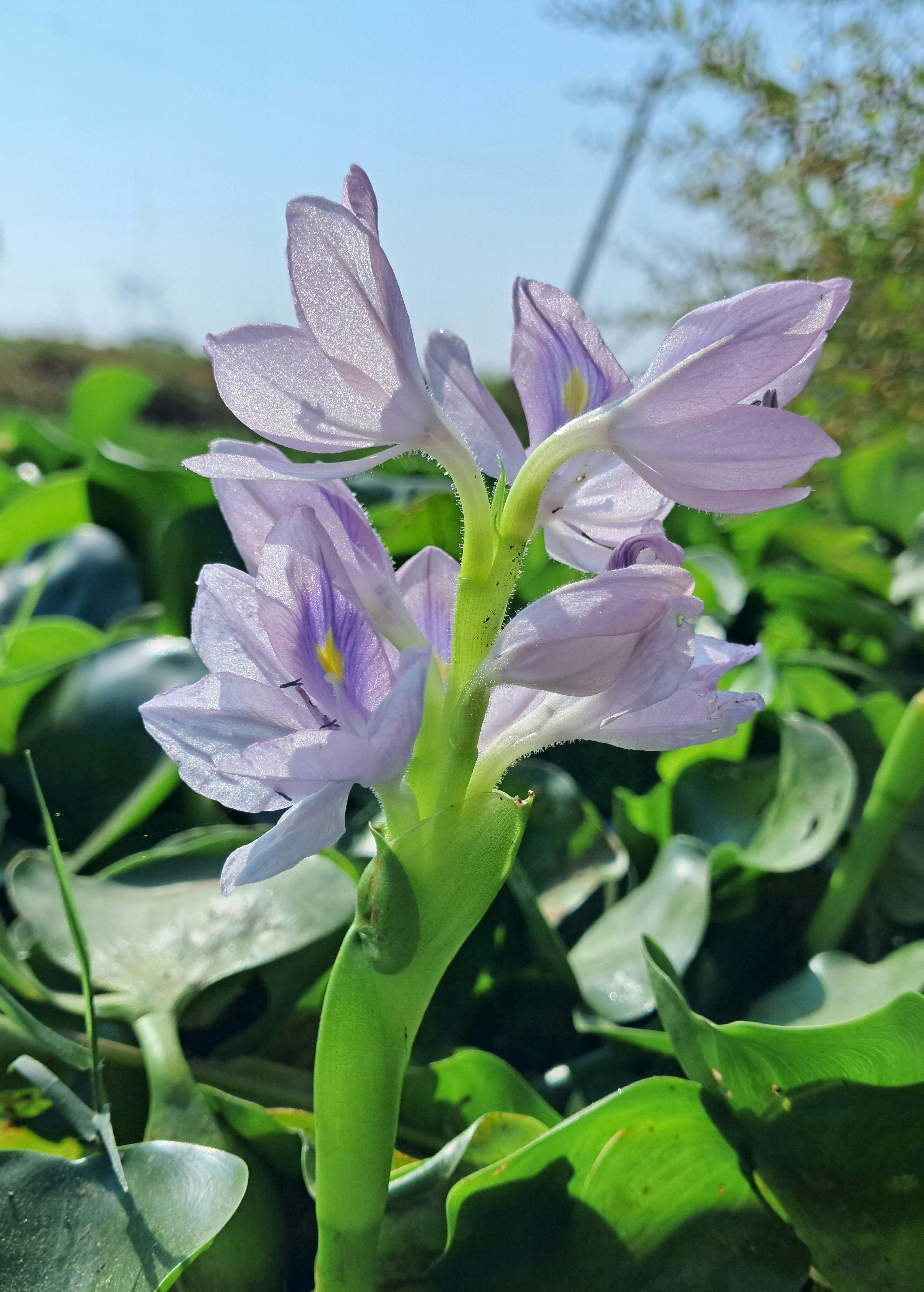 a purple flower on a plant