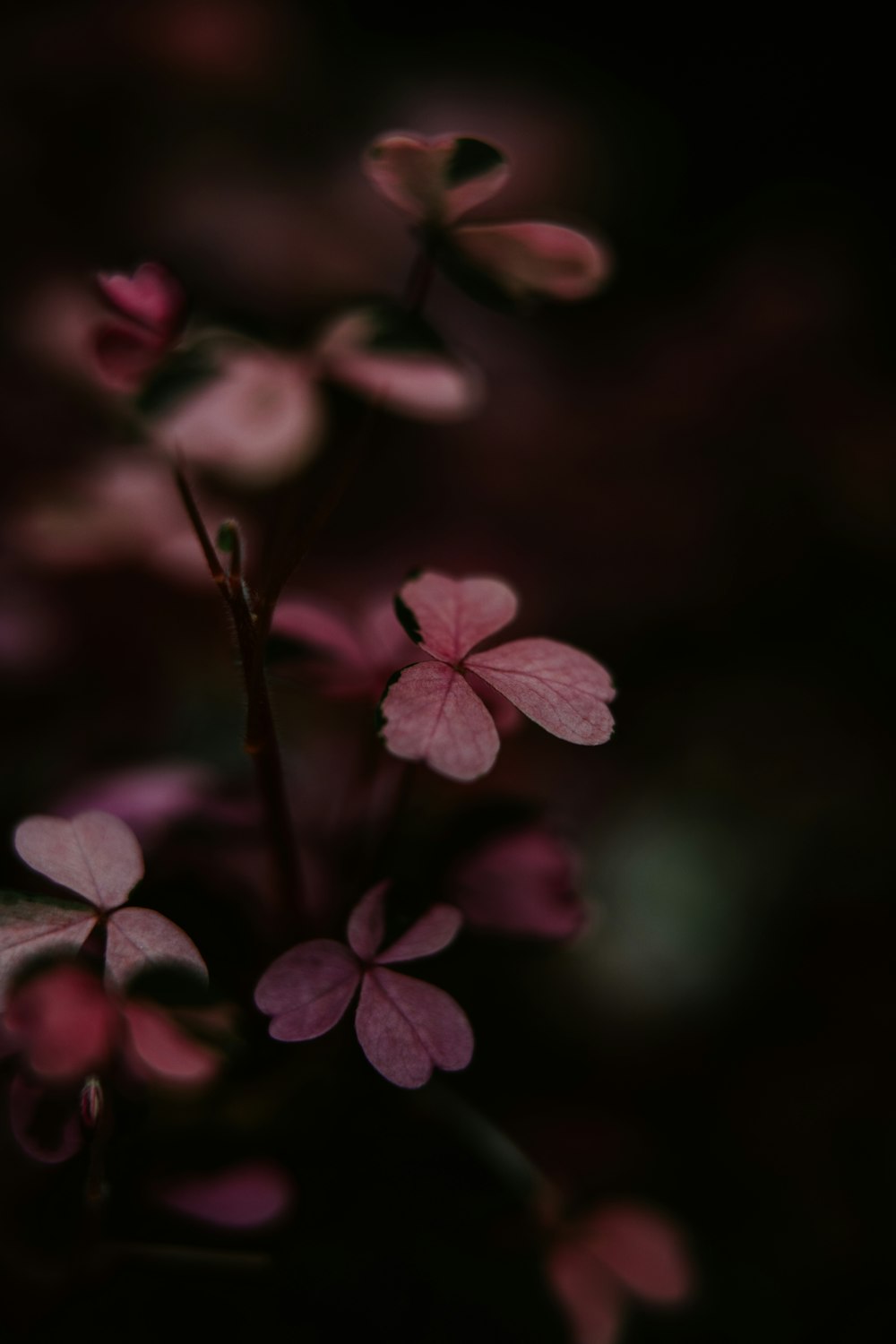 close up of pink flowers