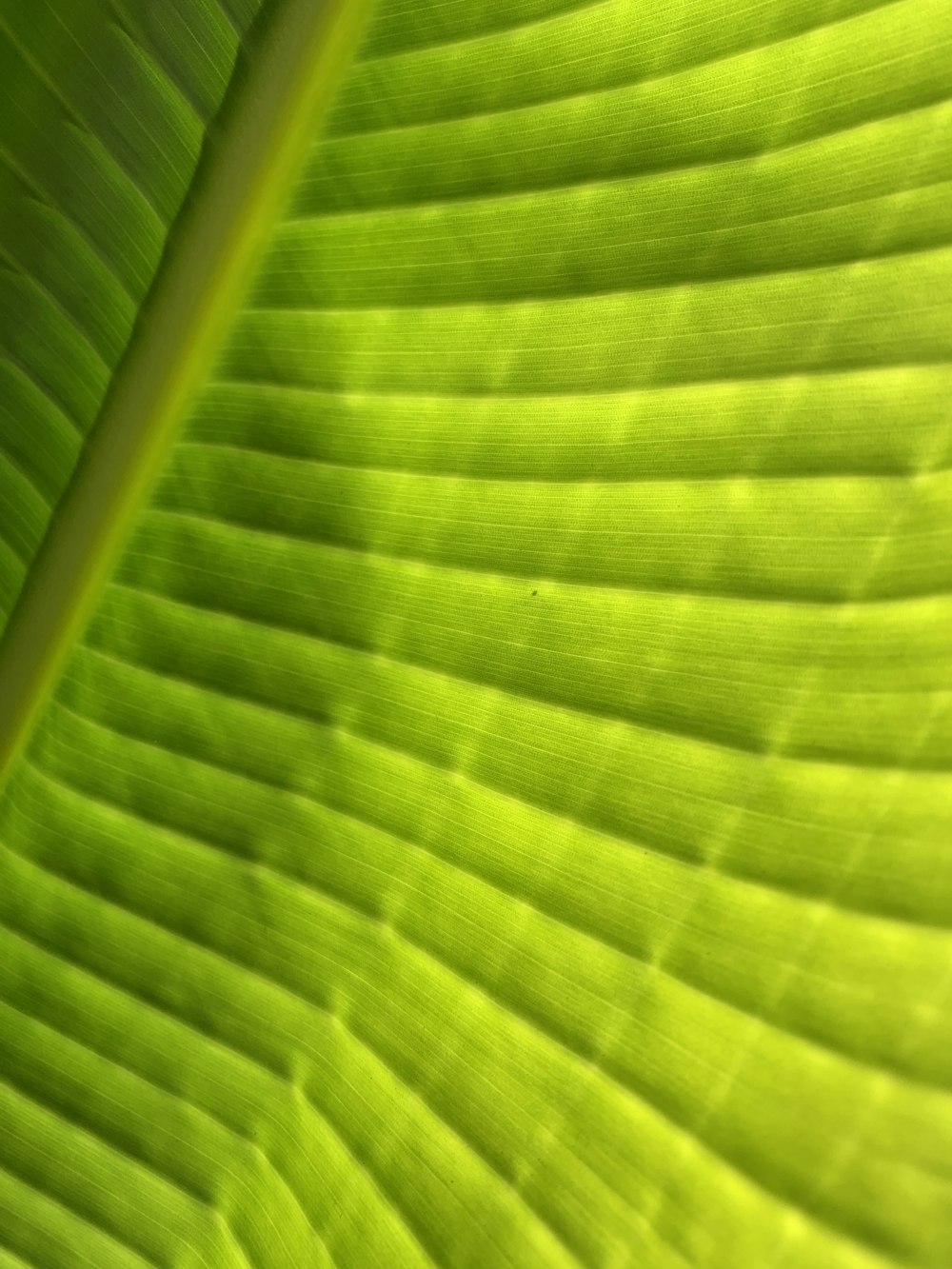 a close up of a leaf