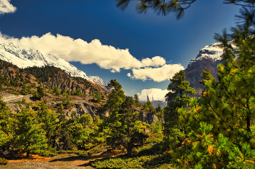 a mountain range with trees