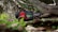 A toy off-road vehicle with vibrant red and black colors is positioned on a natural terrain with green foliage and a large twisted tree in the background. The ground is covered with grass and small purple flowers.