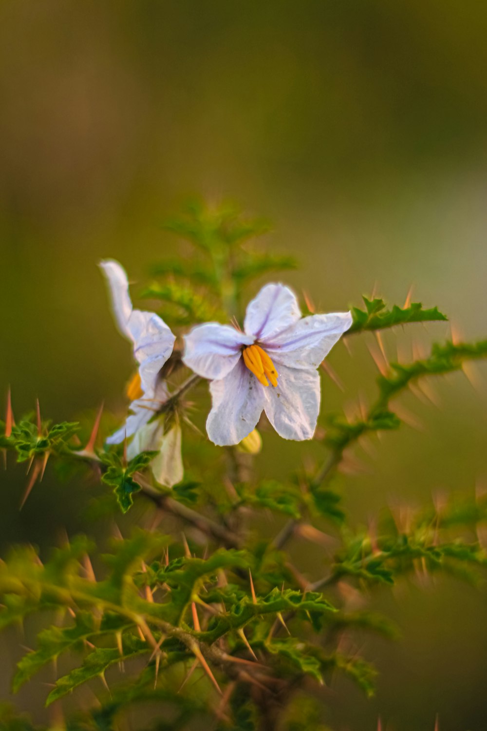 a close up of some flowers