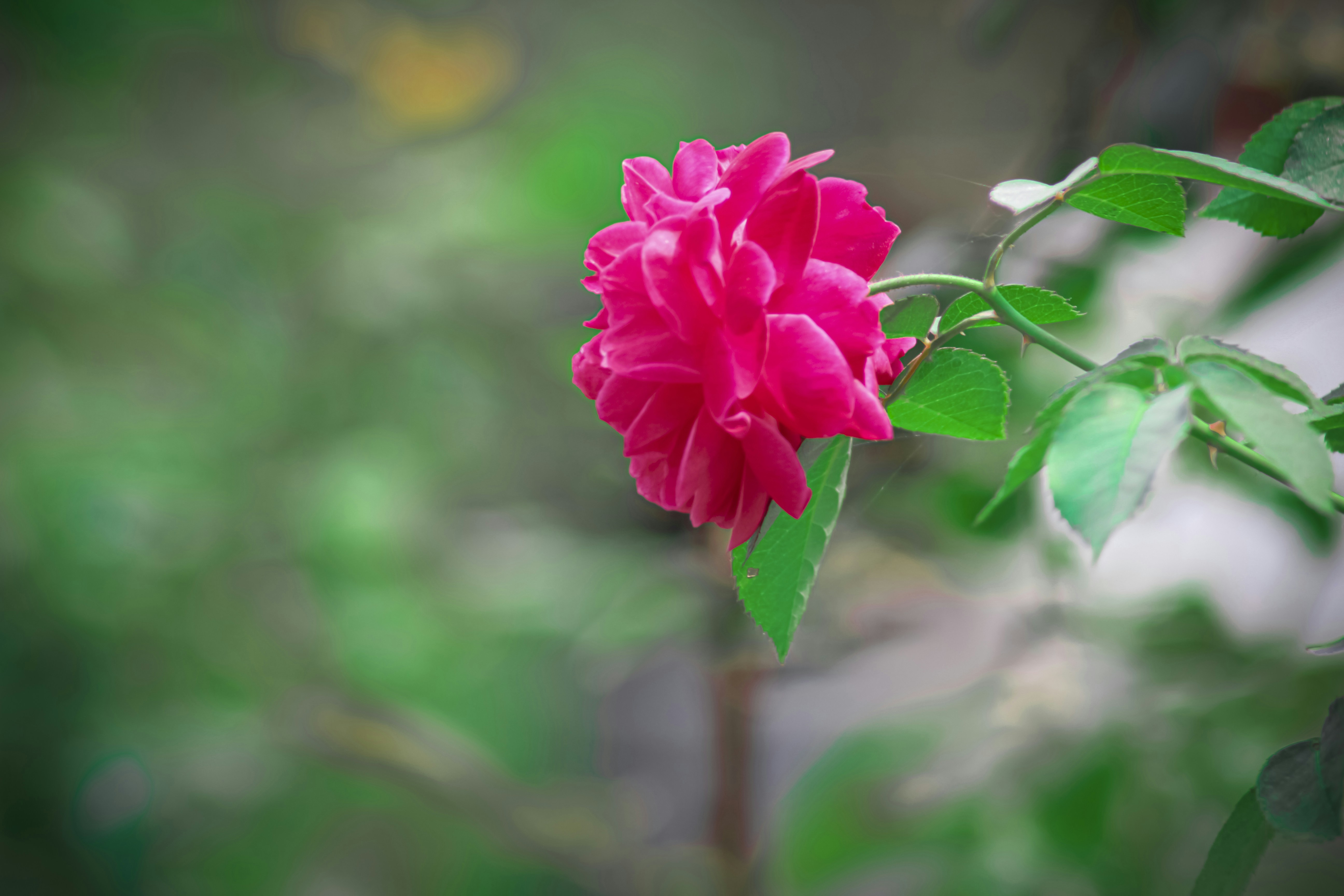 Photo by sujatmahmud01