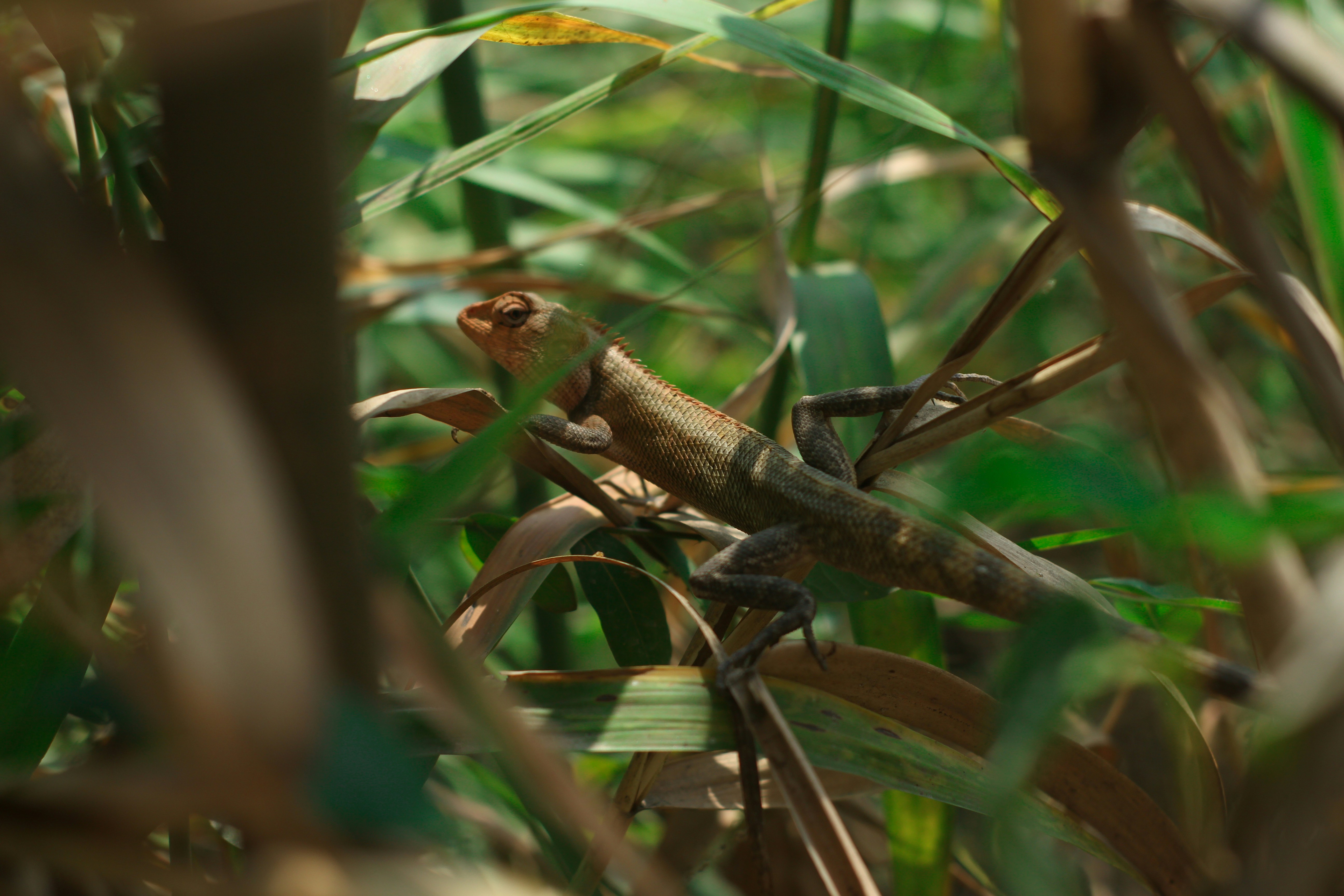 Photo by sujatmahmud01