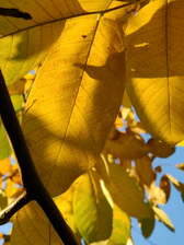 a group of leaves