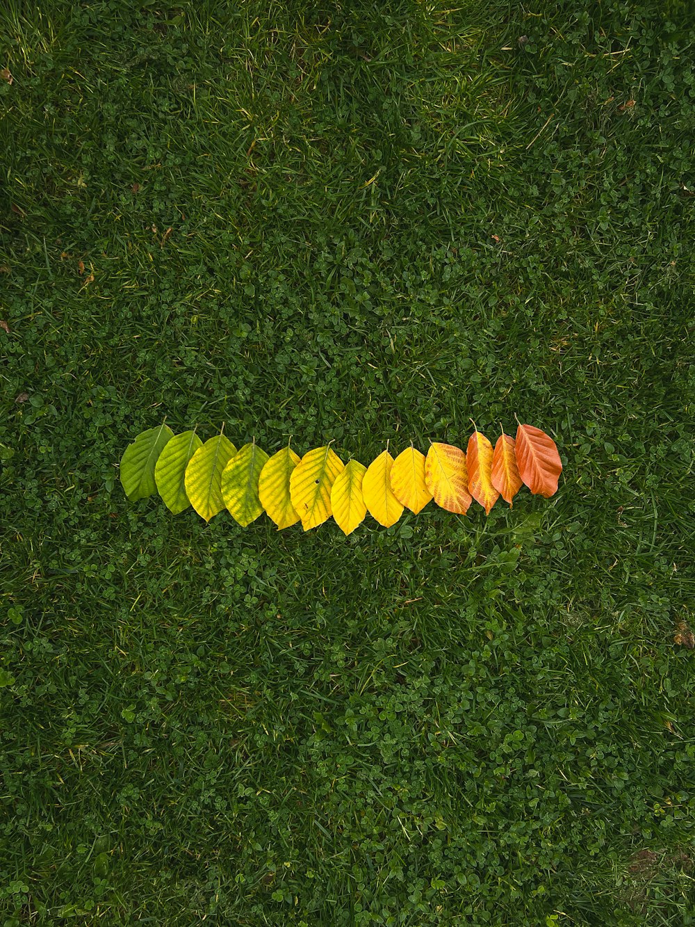 a group of yellow flowers