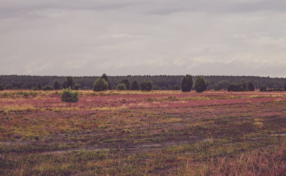 a large field with trees in it