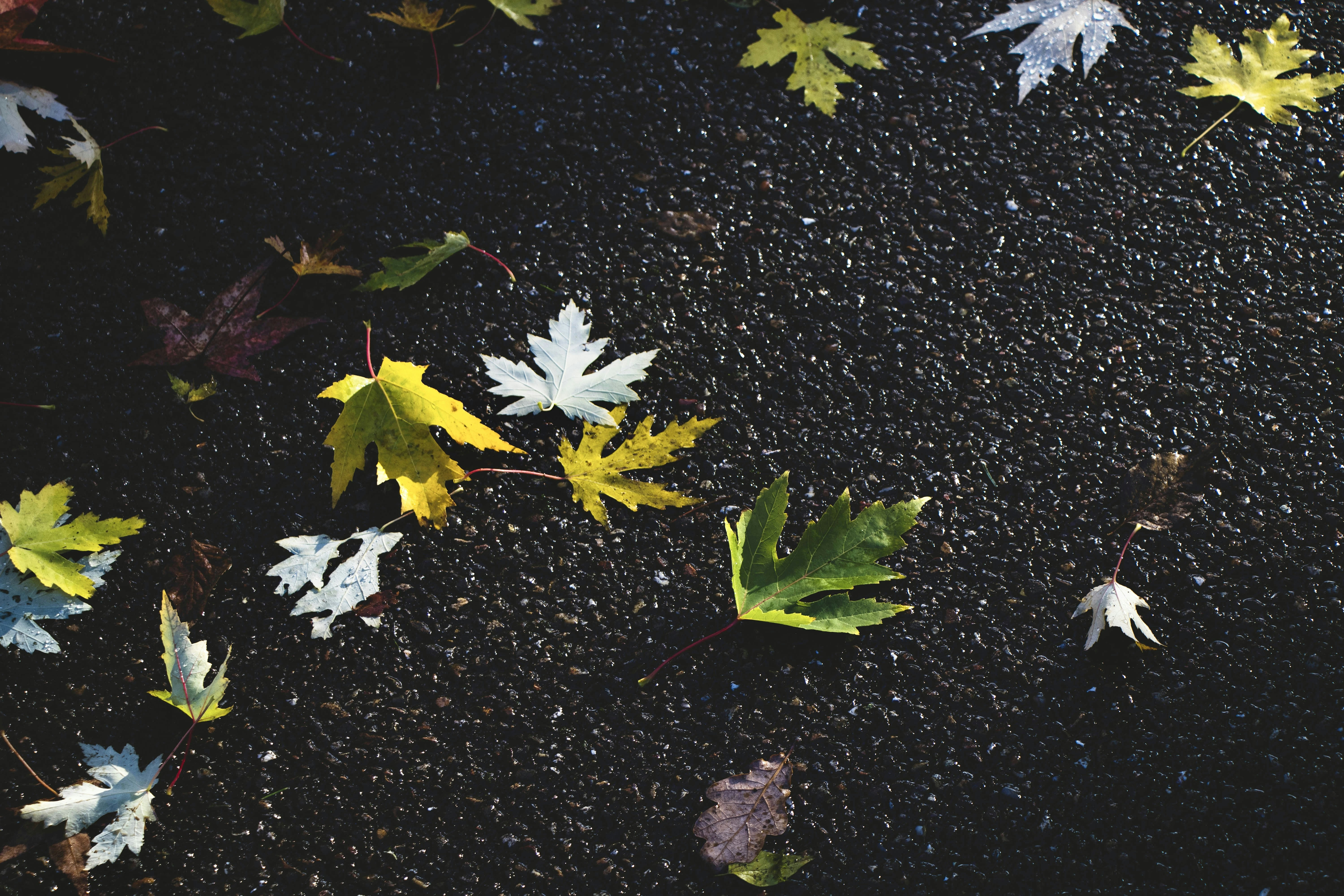 a group of flowers on a surface