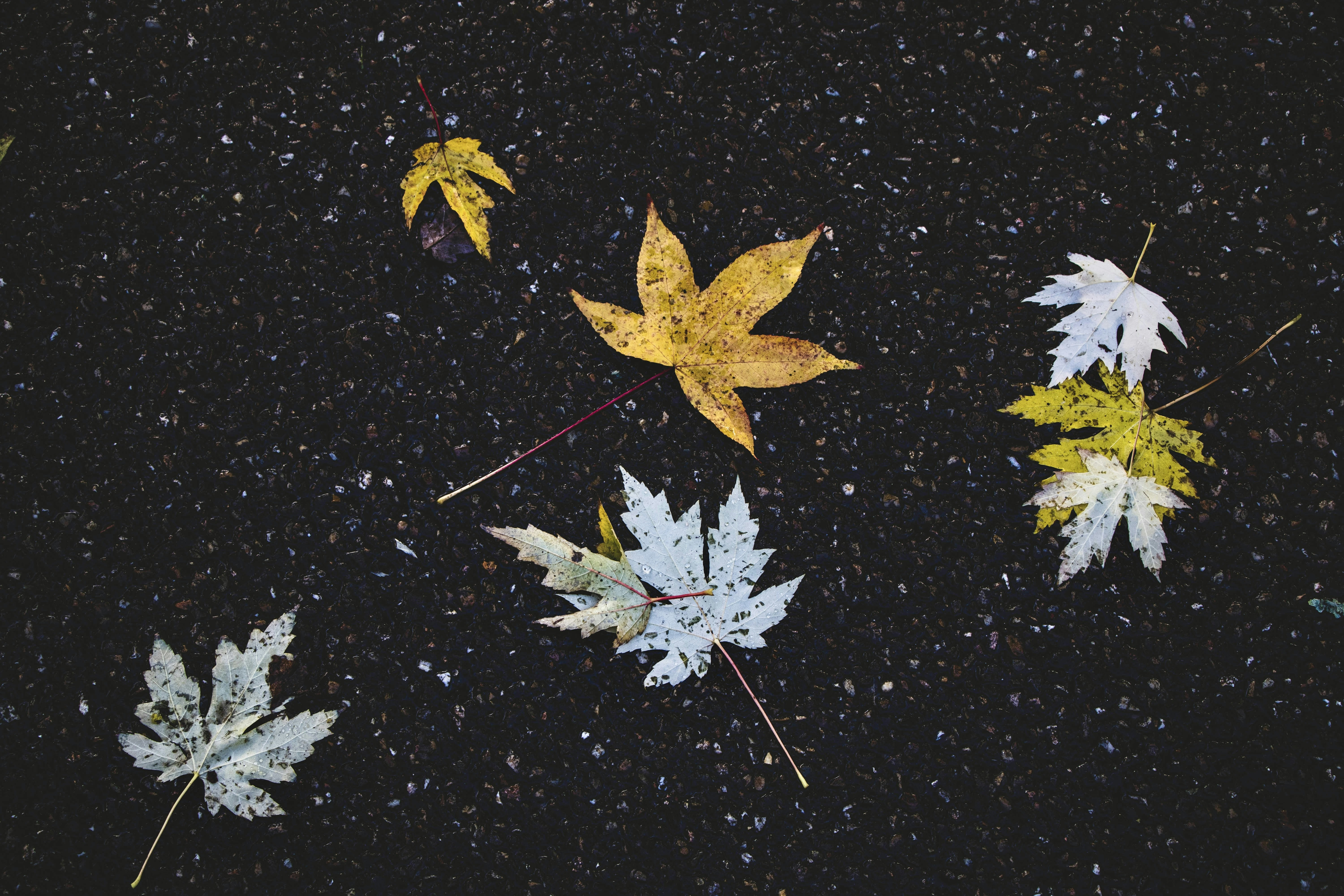 a group of yellow flowers