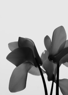 Black and white image of delicate flower petals with smooth, flowing curves and elongated stems. The petals have gentle gradients and the composition creates a minimalistic and serene aesthetic.