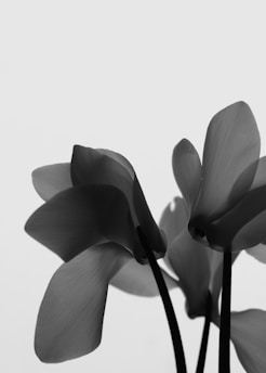 Black and white image of delicate flower petals with smooth, flowing curves and elongated stems. The petals have gentle gradients and the composition creates a minimalistic and serene aesthetic.