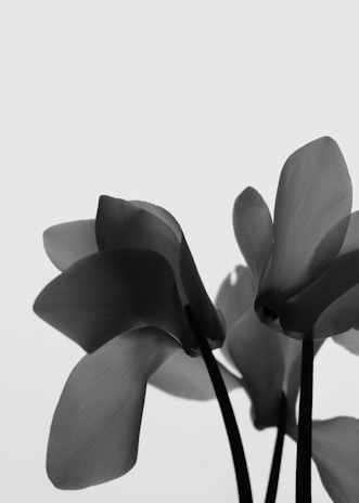 Black and white image of a delicate flower beside a perfume bottle, emphasizing purity.