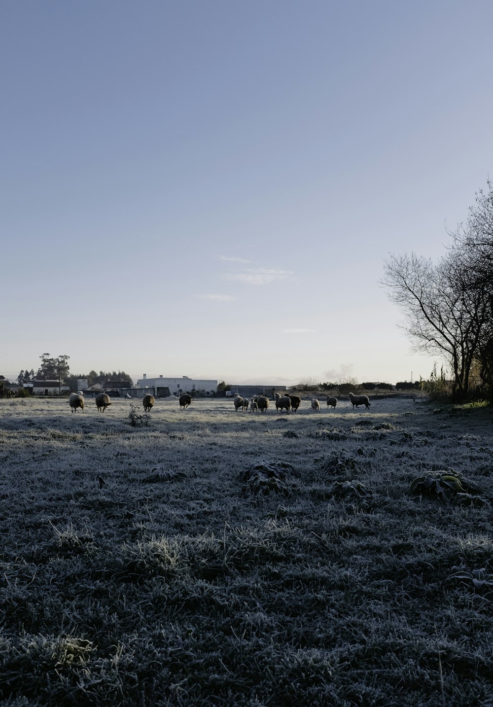 a group of animals stand in a field