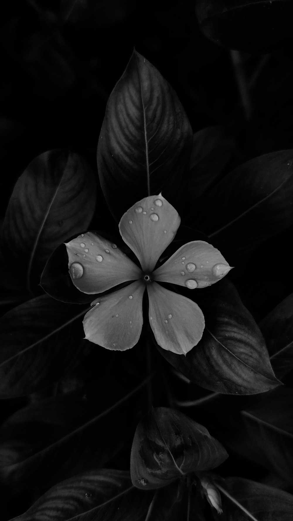 a close up of a flower