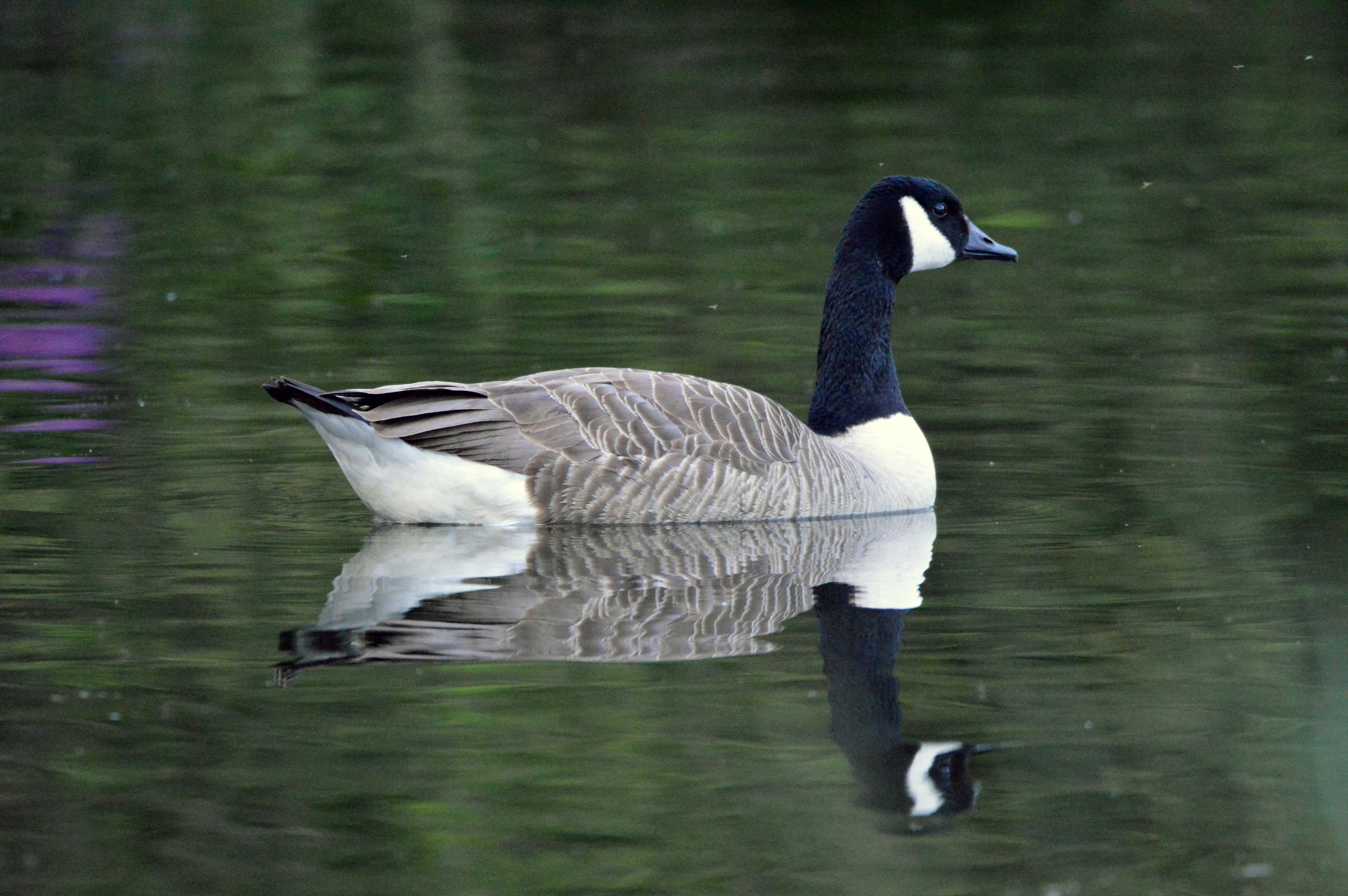 Photo by shazphotoshots