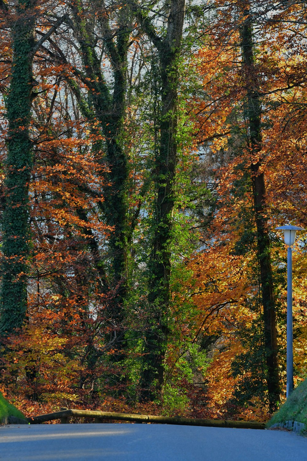 a road with trees on either side