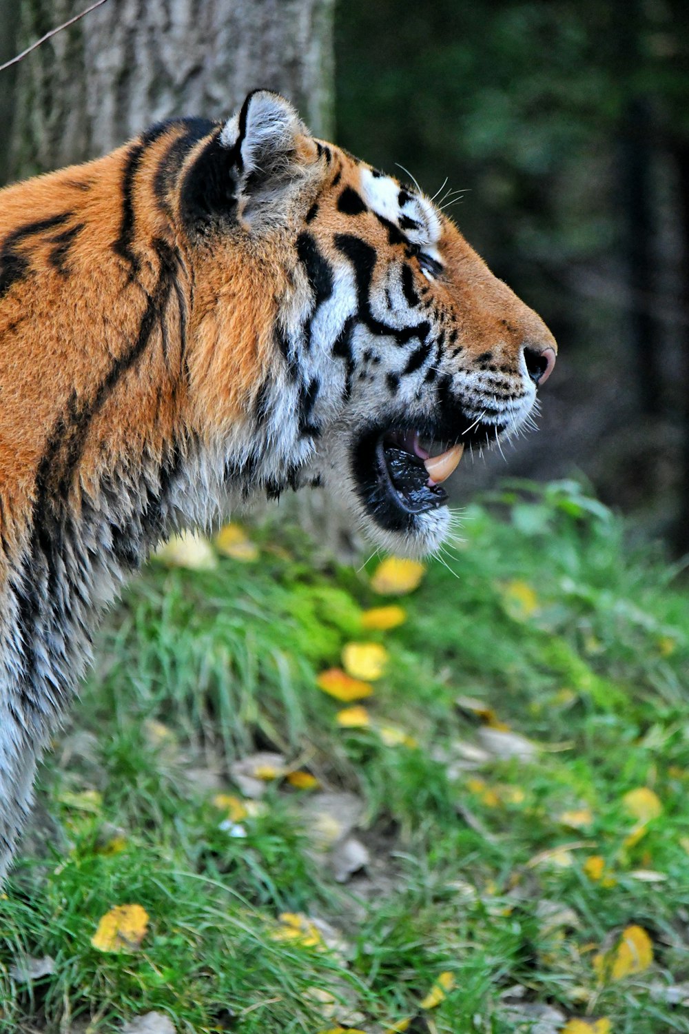 a tiger in a grassy area