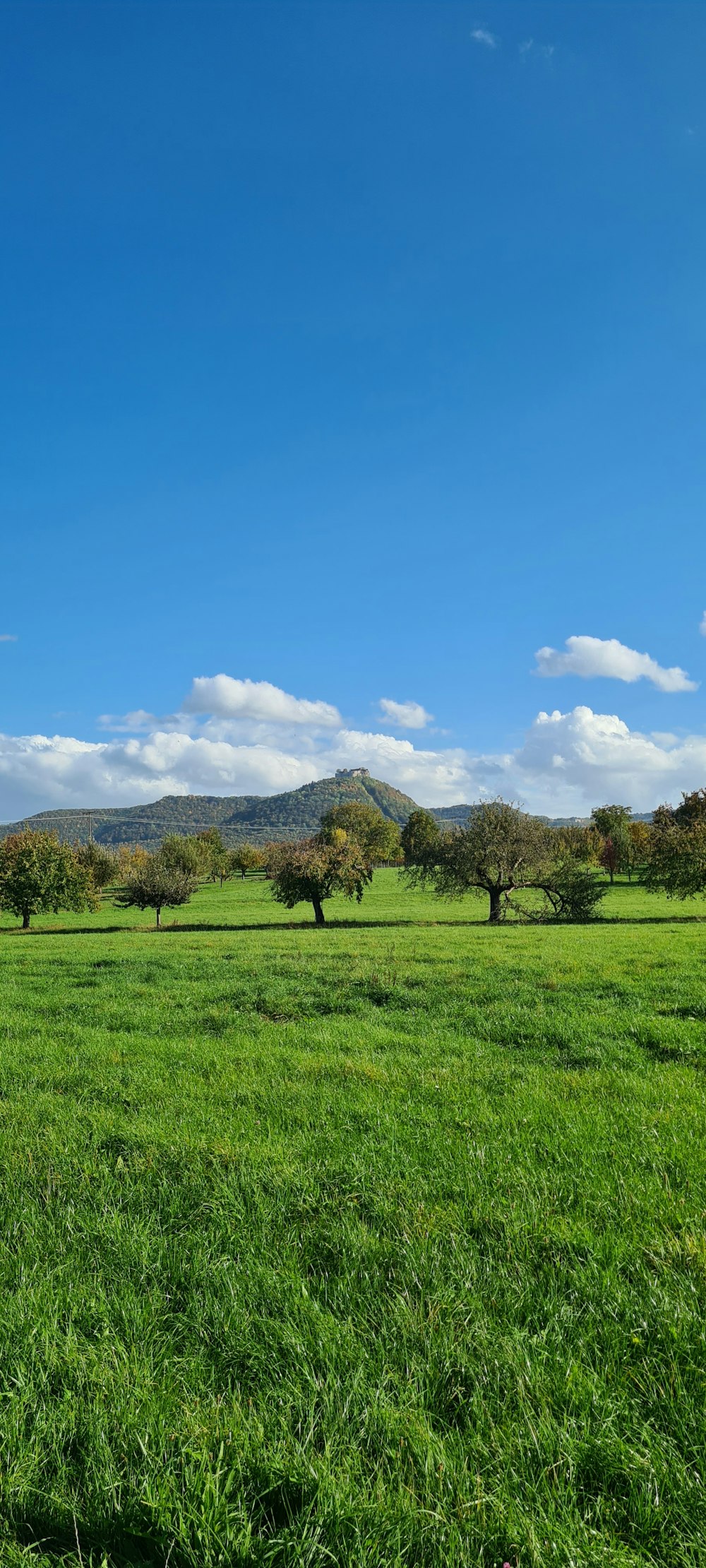 a grassy field with trees and mountains in the background