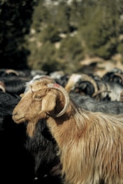a goat with horns