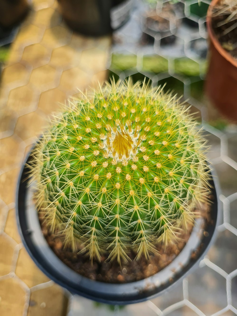 a cactus in a pot