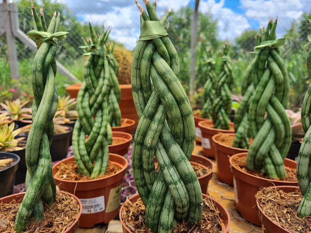 a group of cactus in a garden
