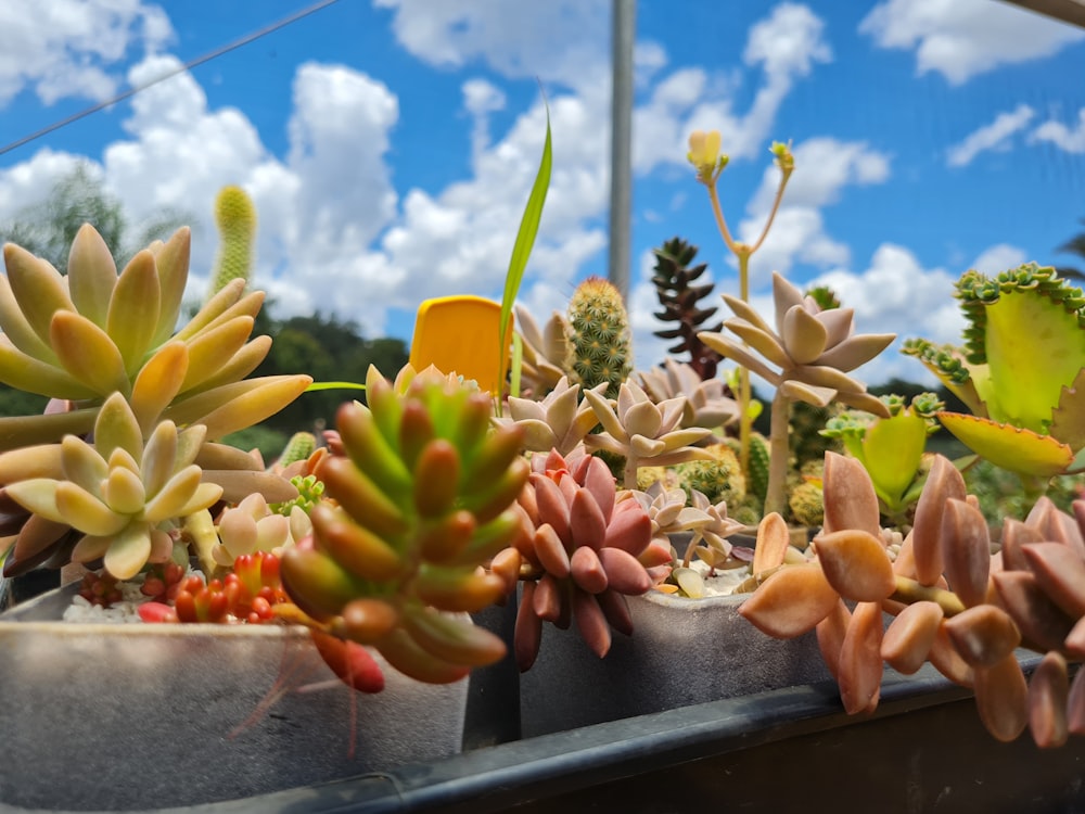 a group of flowers