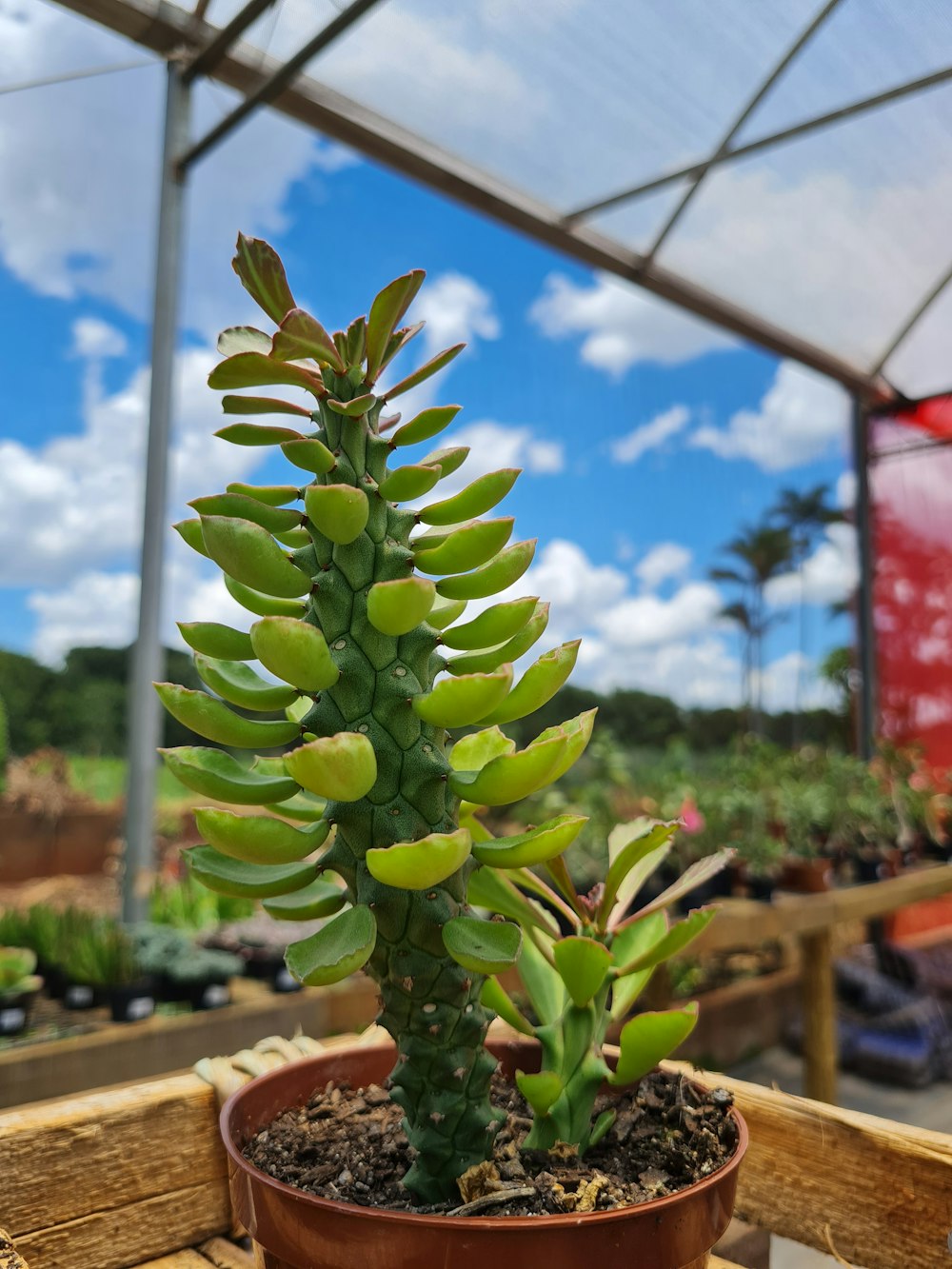 a plant in a pot