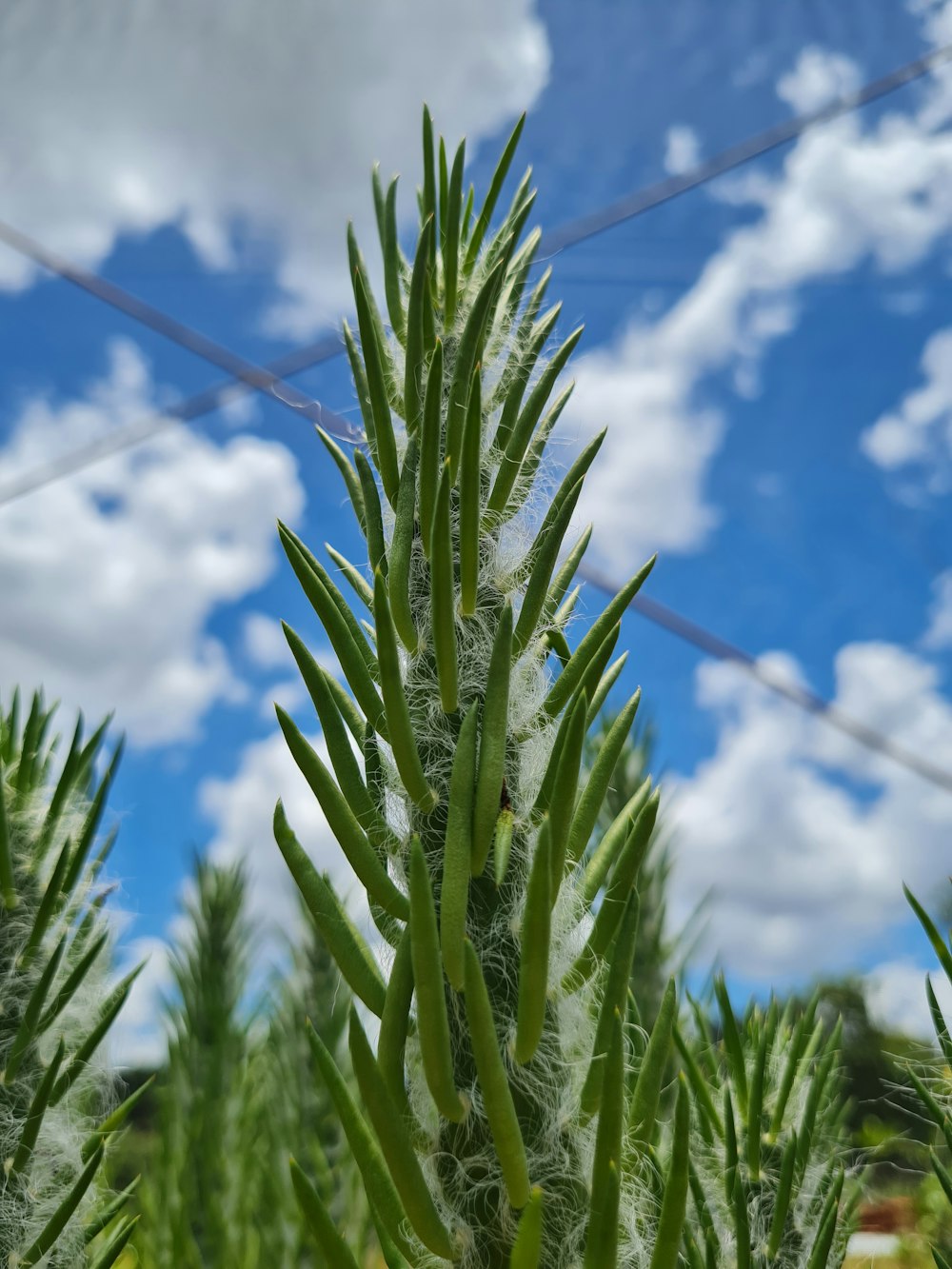 close-up of a plant